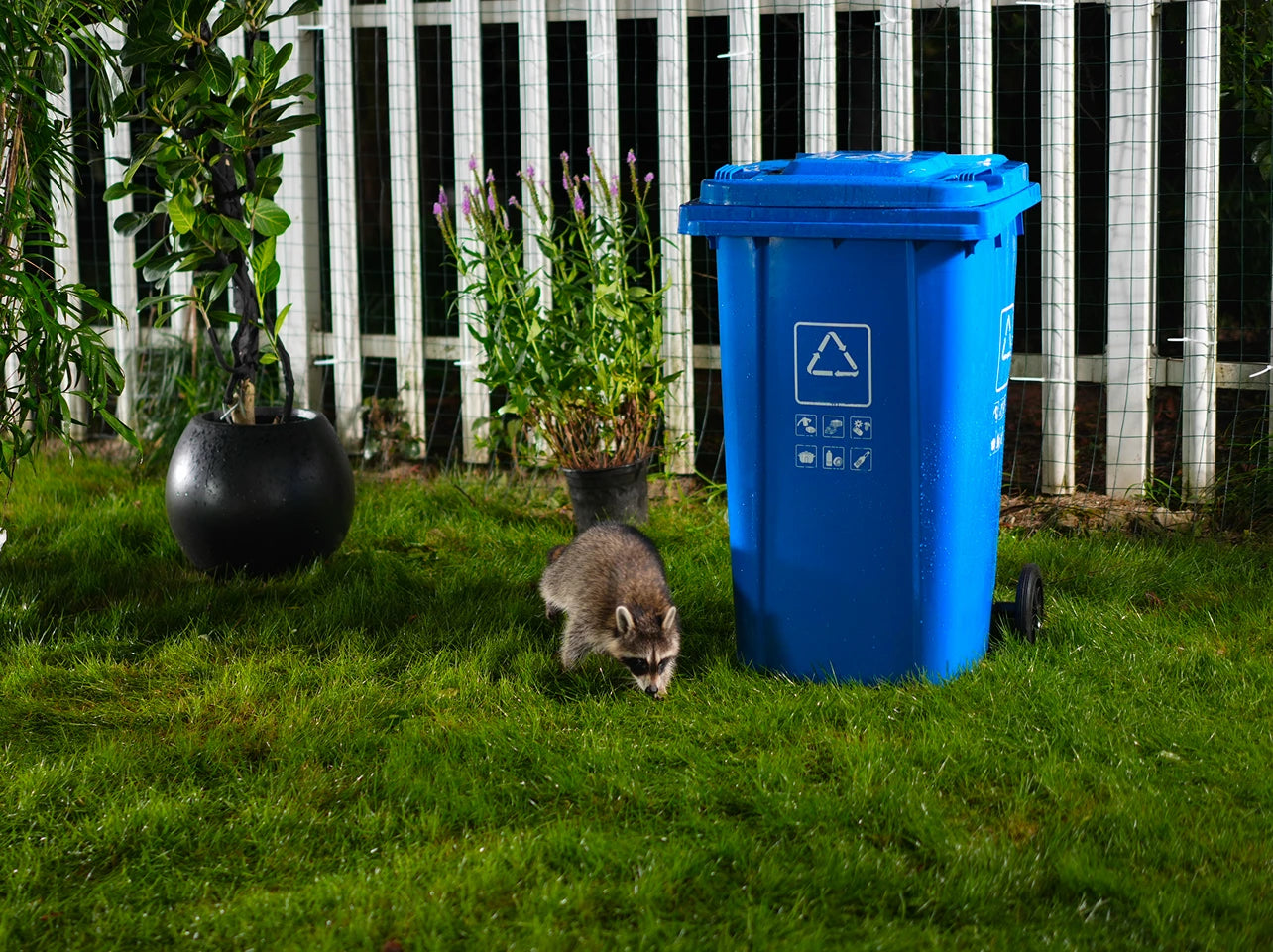 A raccoon investigating outdoor trash bins