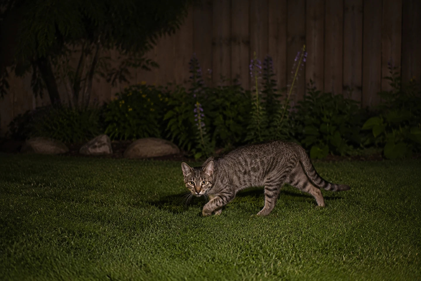 An unwanted yard visitor near garden plants